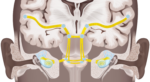 Illustration of the neuons comprising the brain's auditory pathway